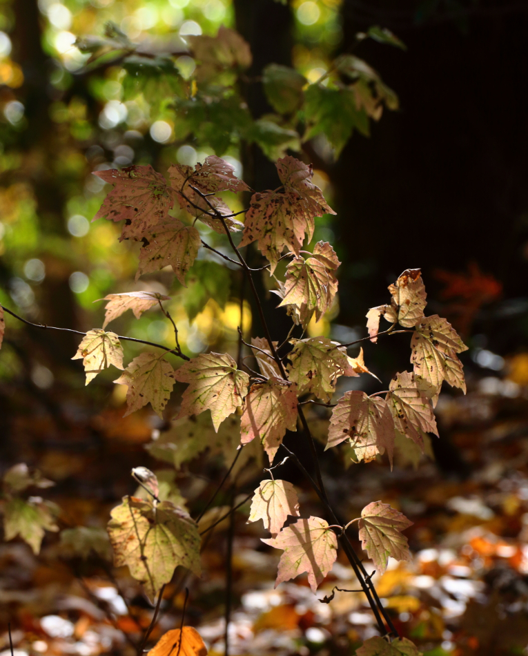 2015 10 29 HTP 000080456